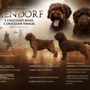 Щенки испанской водяной собаки