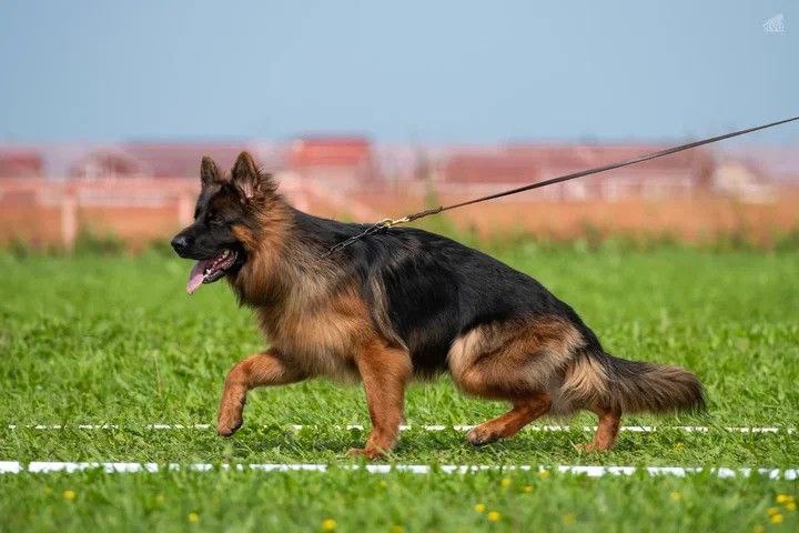 12.07.2025 г. Санкт-Петербург 
Монопородная выставка НО "Мелодии белых ночей"
судья Gabriel Stibel (Македония)