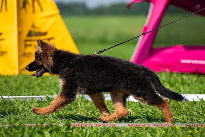12.07.2025 г. Санкт-Петербург 
Монопородная выставка НО "Мелодии белых ночей"
судья Gabriel Stibel (Македония)