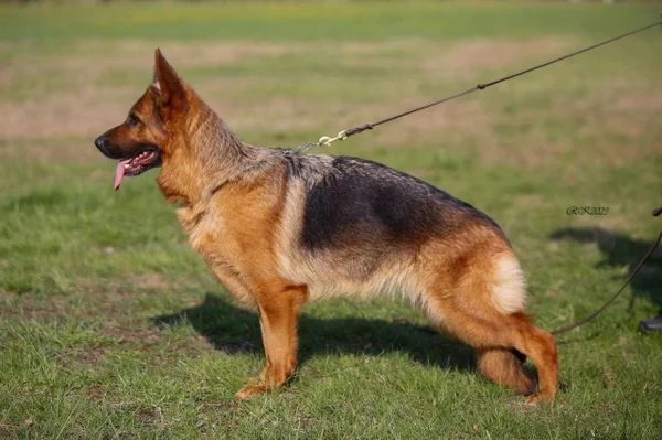 Зависть Богов Фиджи II