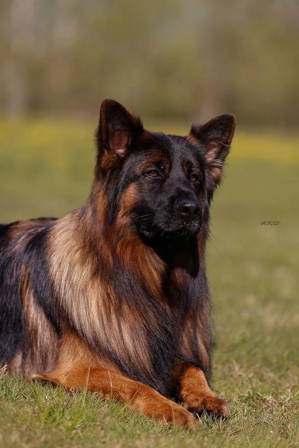 Ирендорф Уго 🔥Зонарный