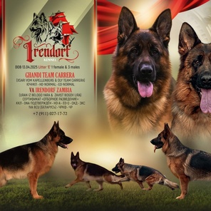 Щенки немецкой овчарки