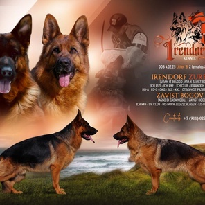 Кобель Ирендорф Бучо Бамбучо д.р 4.02.25