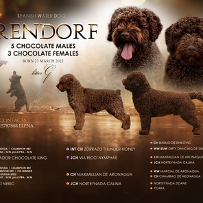 Щенки испанской водяной собаки