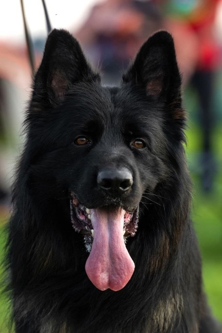 Ирендорф Фрэд