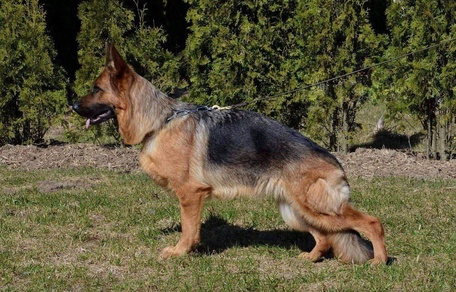 Зависть Богов Фиджи II 