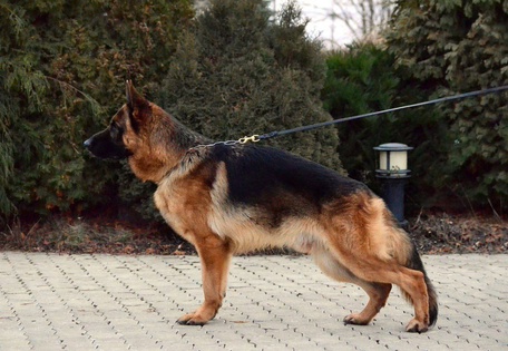 Ирендорф Жофрей