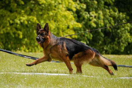 Ирендорф  Зурбаган 