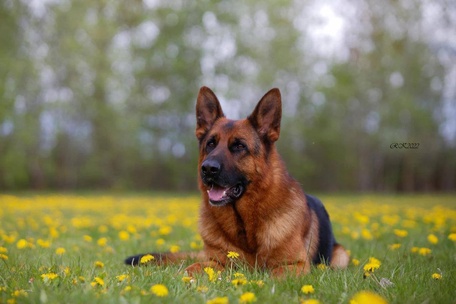 Зависть Богов Флагман