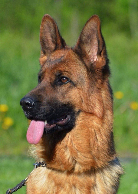 Зависть Богов Фиджи II 