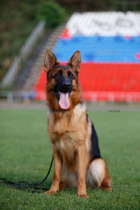 Зависть Богов Лира (Шаня)