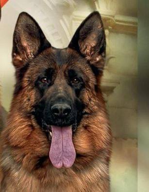 Ирендорф Замбия 