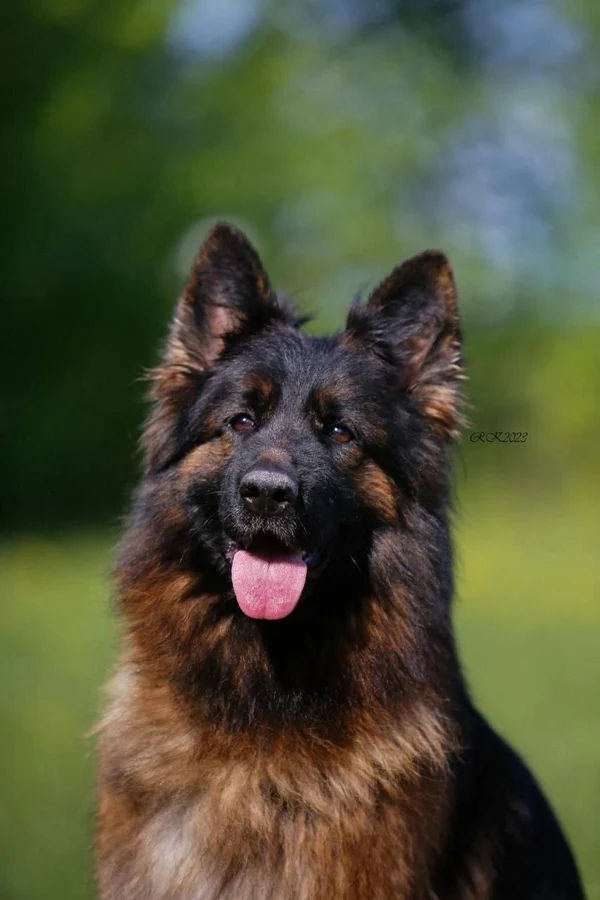 Ирендорф Валькирия