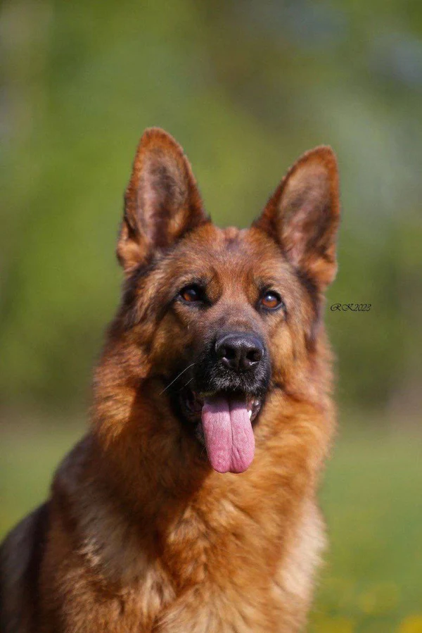 Зависть Богов Фиджи II