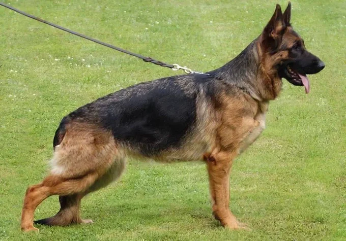 Зависть Богов Явонне