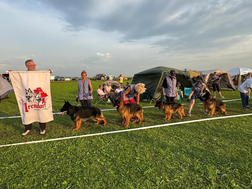 12.07.2025 г. Санкт-Петербург 
Монопородная выставка НО "Мелодии белых ночей"
судья Gabriel Stibel (Македония)