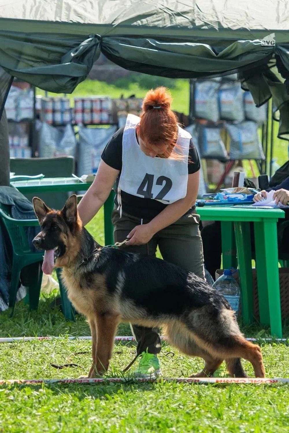12.07.2025 г. Санкт-Петербург 
Монопородная выставка НО "Мелодии белых ночей"
судья Gabriel Stibel (Македония)