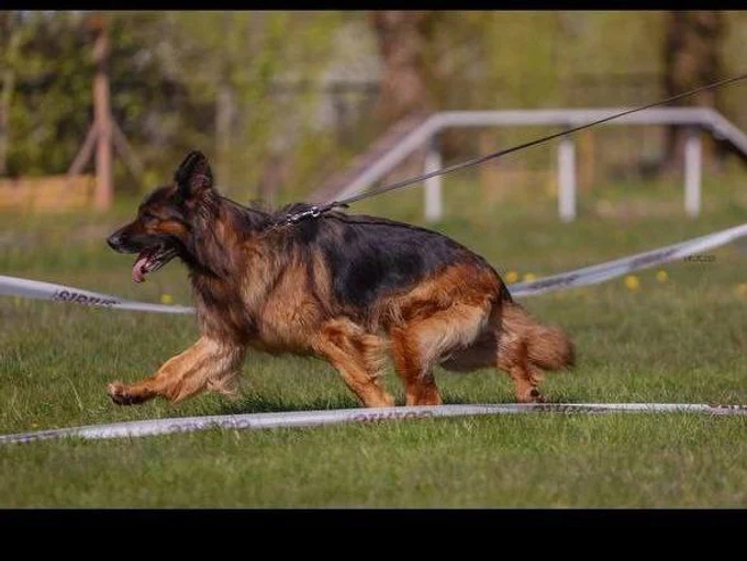 Ирендорф Вуду 