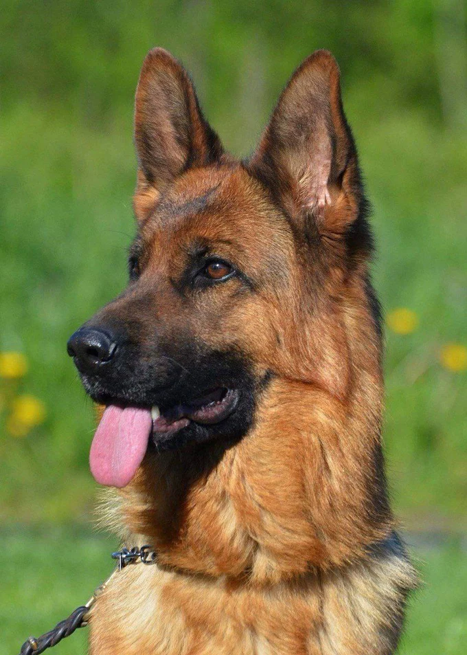 Зависть Богов Фиджи II 