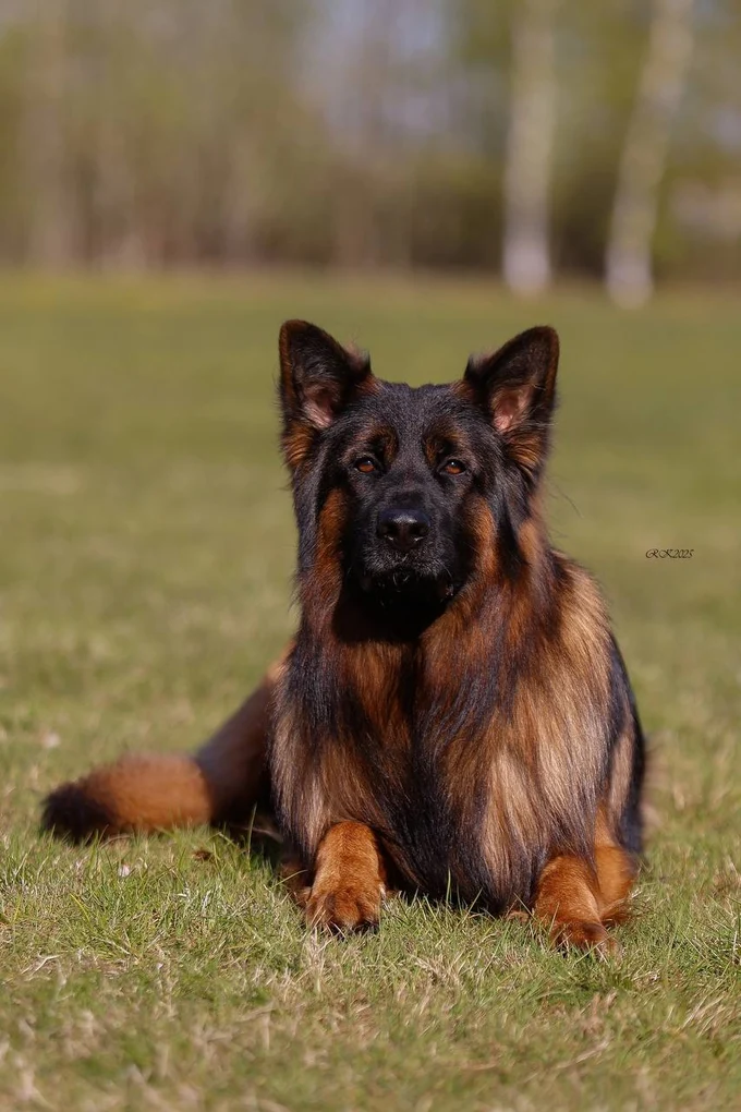 Ирендорф Уго 🔥Зонарный