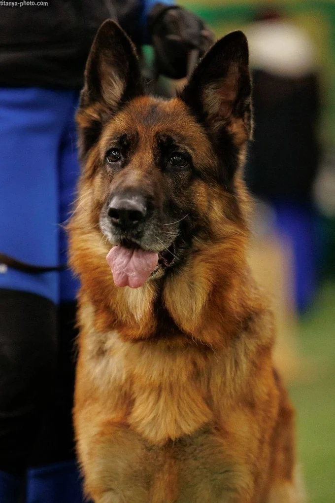 Зависть Богов Явонне