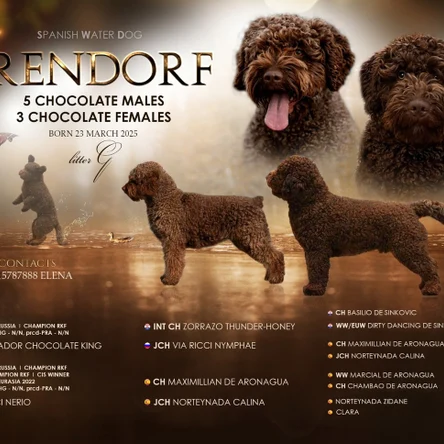 Щенки испанской водяной собаки