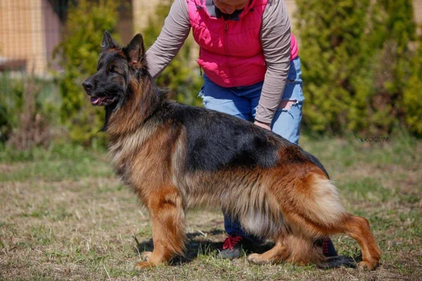 Зависть Богов Рейма