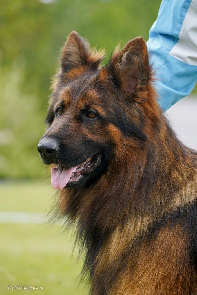 Ирендорф Урмас 🔥Зонарный