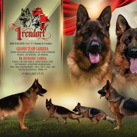 Щенки немецкой овчарки