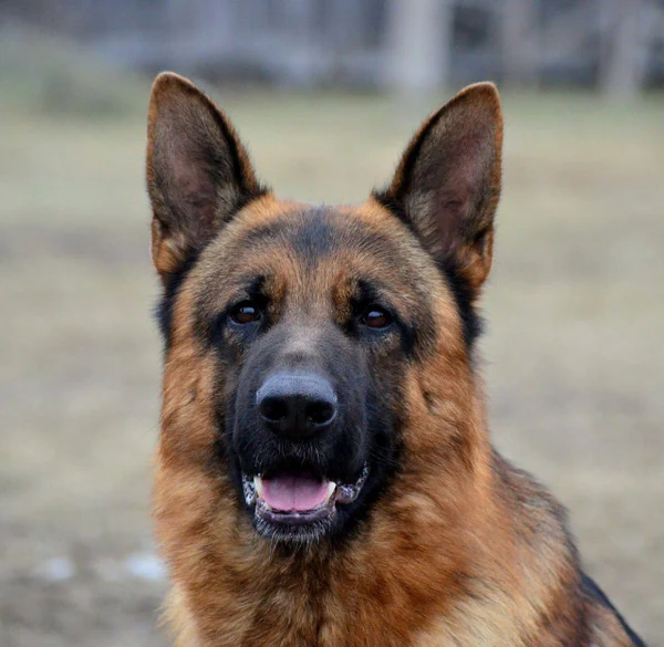 Ирендорф Жофрей