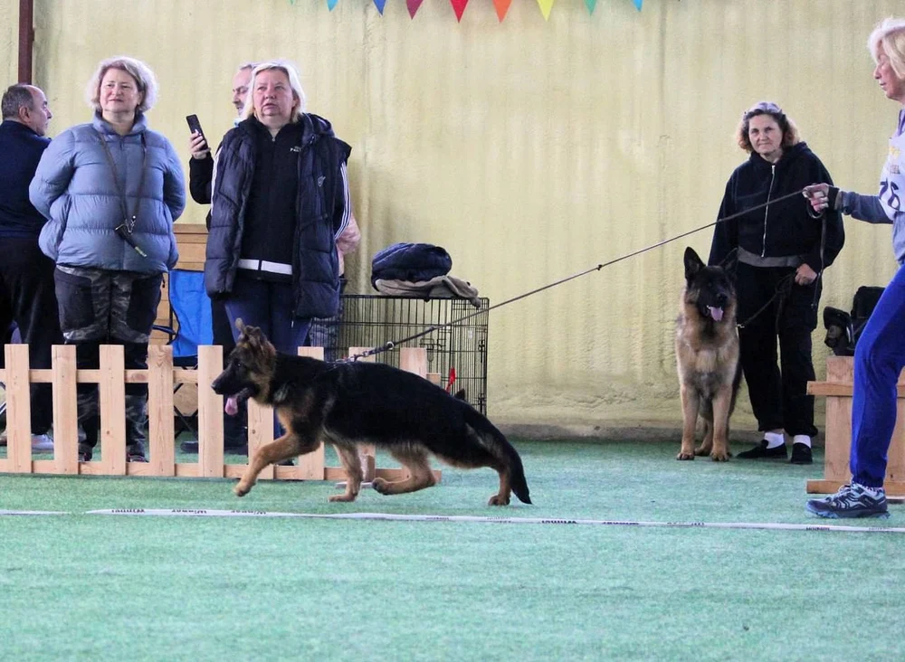 21.06.2025 г. Бронницы МО 
Монопородная выставка НО
судья Е.Ширан 