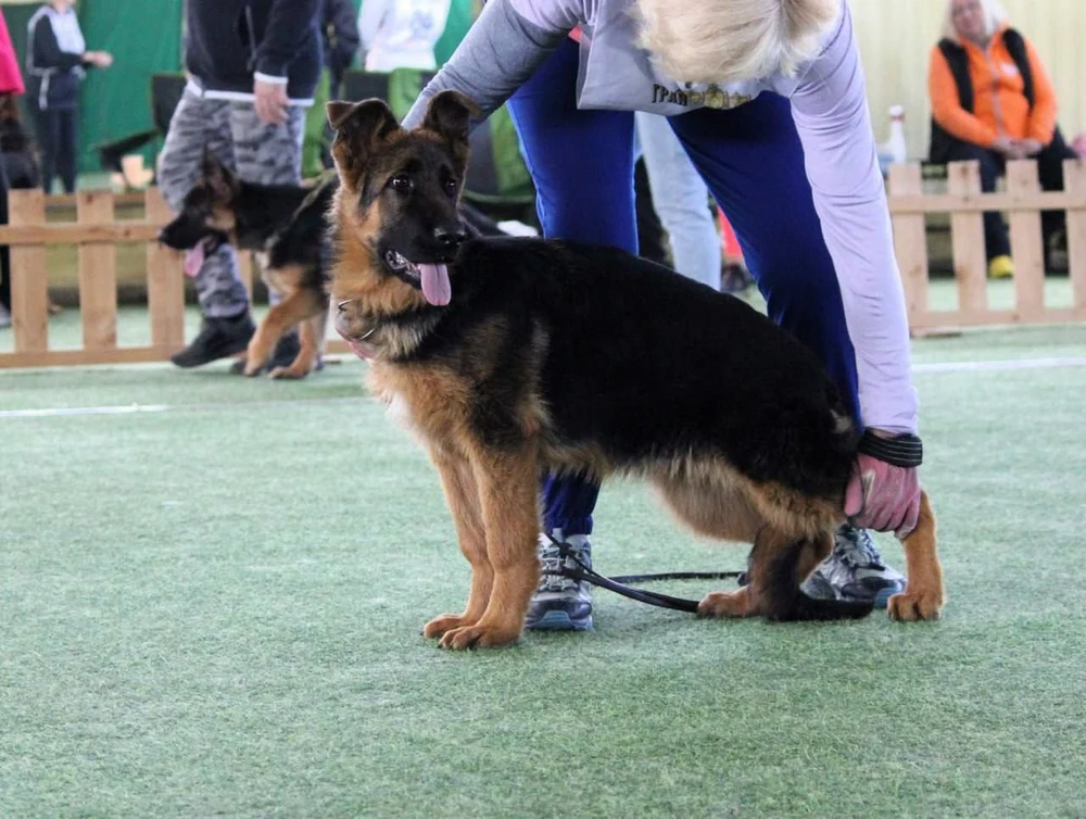 21.06.2025 г. Бронницы МО 
Монопородная выставка НО
судья Е.Ширан 