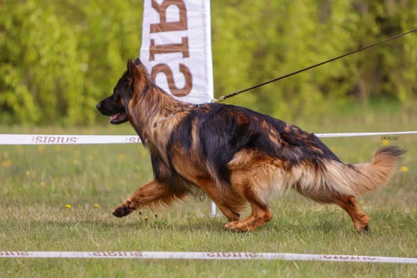 Ирендорф Уго 🔥Зонарный