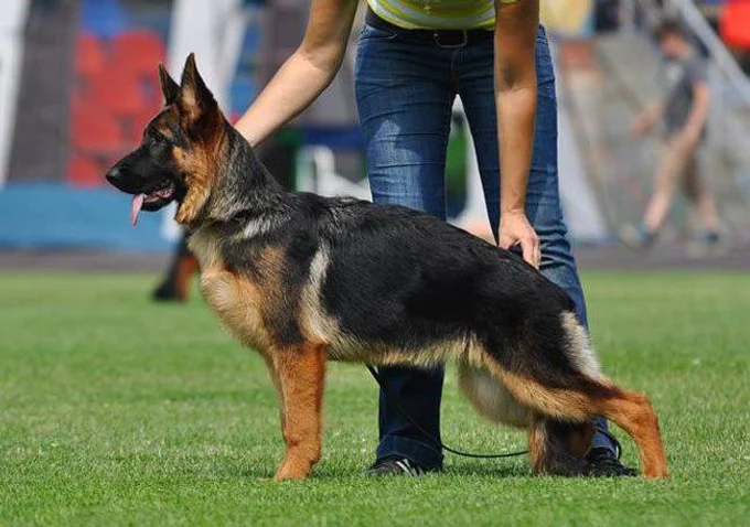 Зависть Богов Явонне