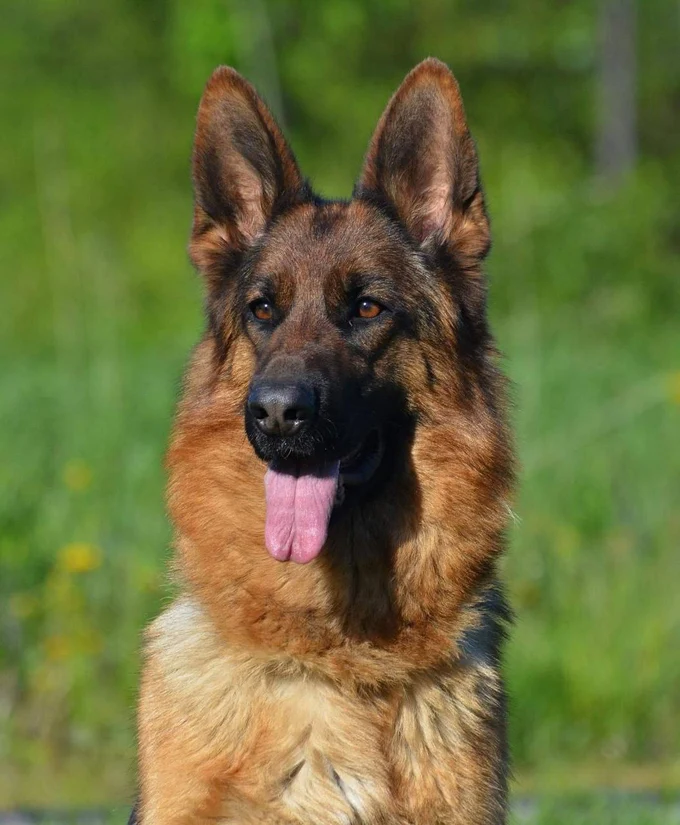 Зависть Богов Фантазия