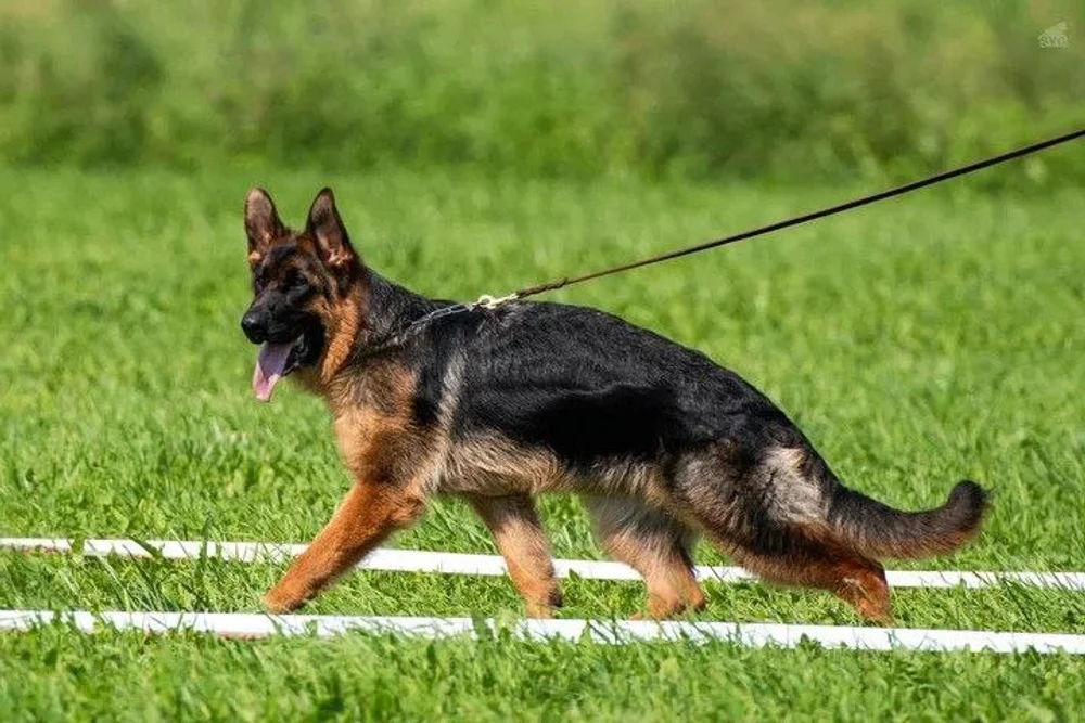 12.07.2025 г. Санкт-Петербург 
Монопородная выставка НО "Мелодии белых ночей"
судья Gabriel Stibel (Македония)