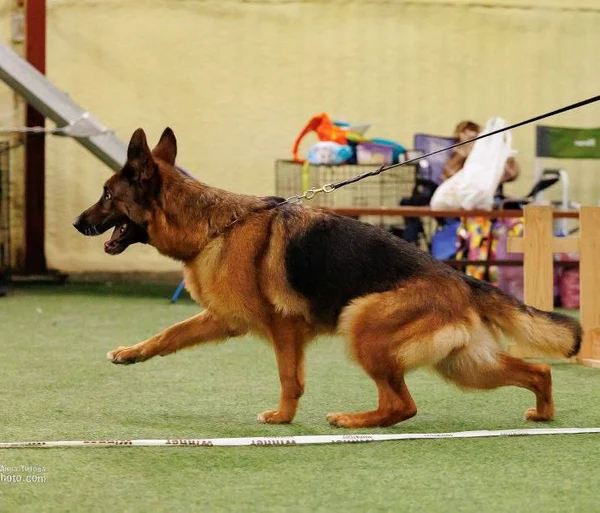 Зависть Богов Фантазия