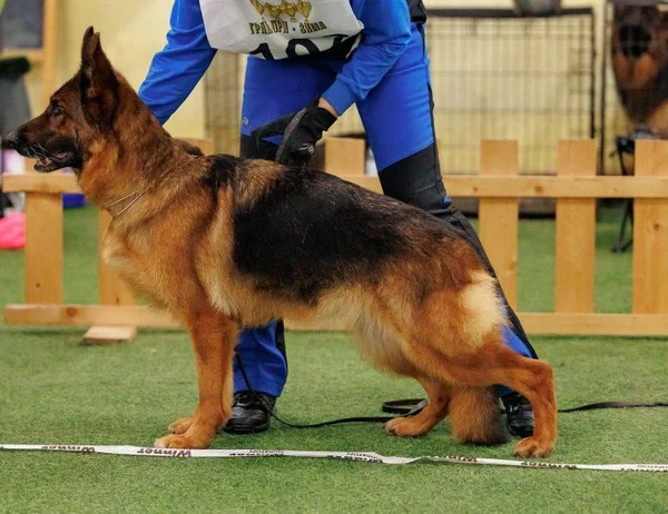 Зависть Богов Фантазия