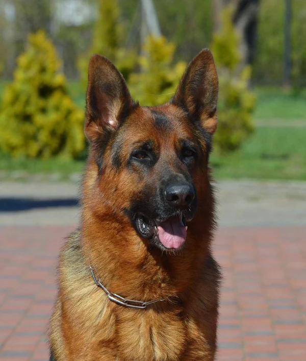 Зависть Богов Флагман