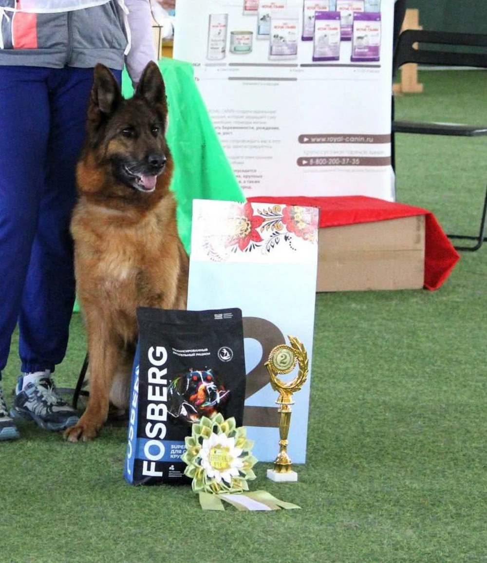 21.06.2025 г. Бронницы МО 
Монопородная выставка НО
судья Е.Ширан 