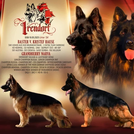 Щенки немецкой овчарки дш