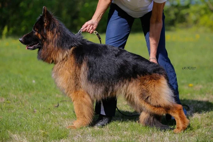 Ирендорф Валькирия