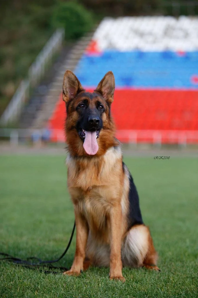 Зависть Богов Лира (Шаня)