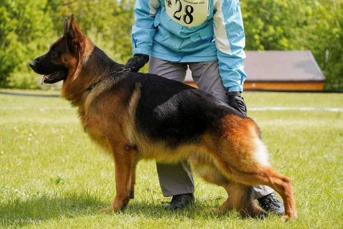 Ирендорф Зурбаган