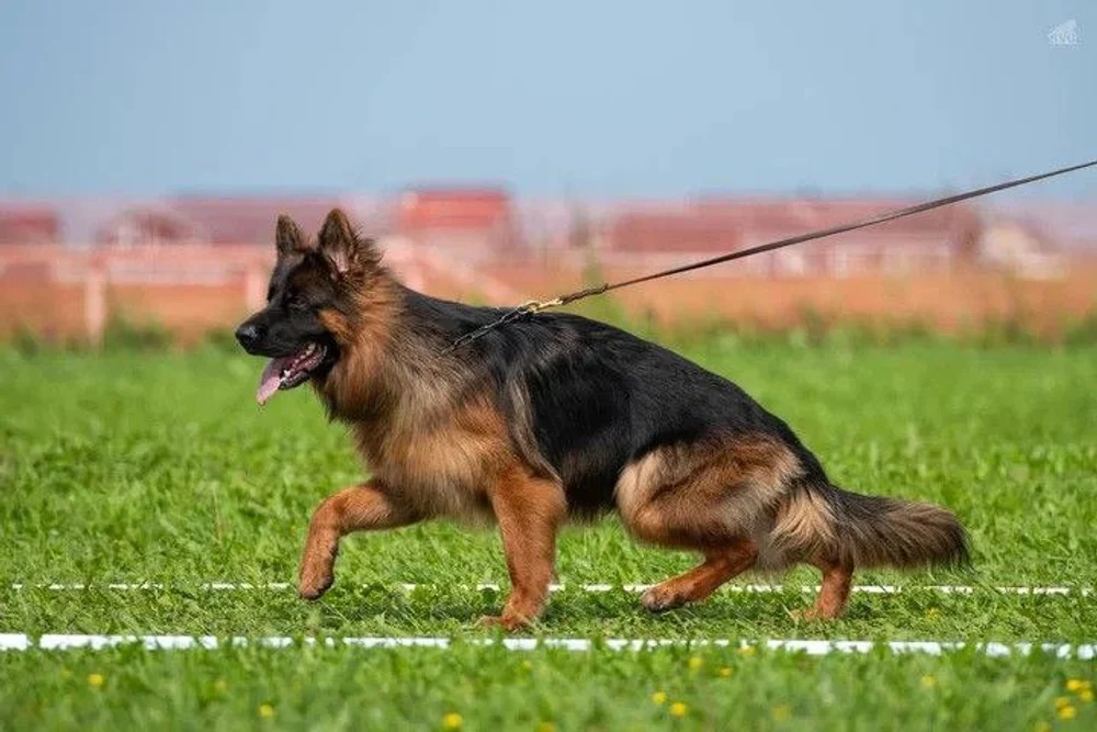 12.07.2025 г. Санкт-Петербург 
Монопородная выставка НО "Мелодии белых ночей"
судья Gabriel Stibel (Македония)