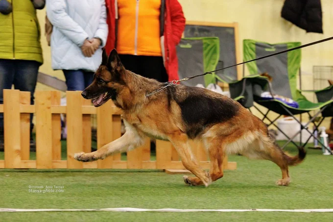 Зависть Богов Явонне