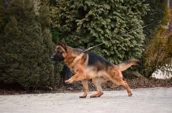 Ирендорф Жофрей