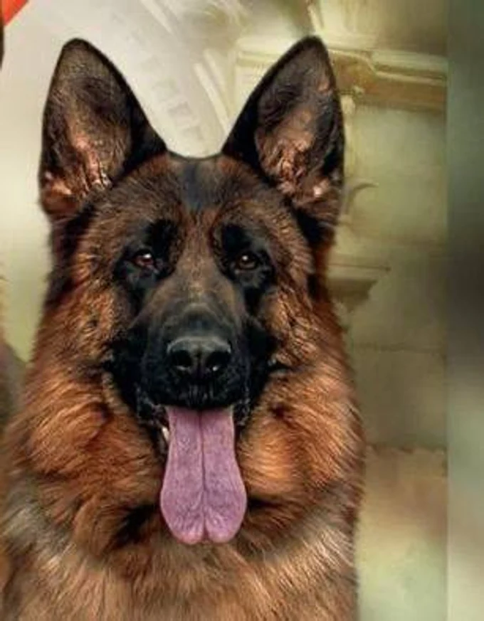 Ирендорф Замбия 