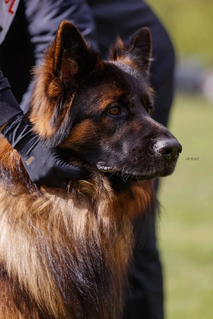 Ирендорф Уго 🔥Зонарный