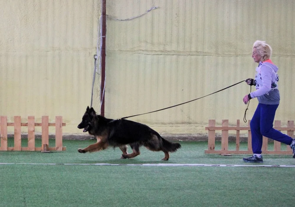 21.06.2025 г. Бронницы МО 
Монопородная выставка НО
судья Е.Ширан 